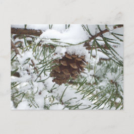Snowy Gräs Cone I Winter Nature Photogratography Vykort