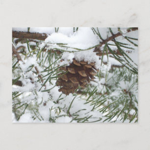 Snowy Gräs Cone I Winter Nature Photogratography Vykort