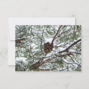Snowy Gräs Cone II Winter Nature Fotography