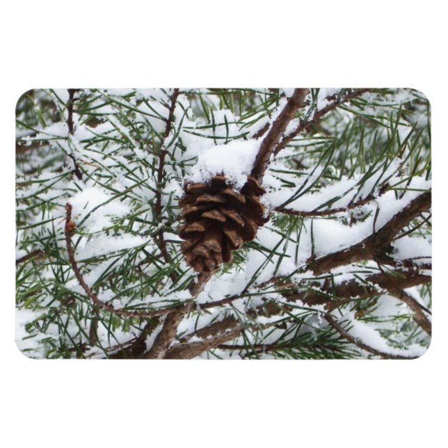 Snowy Gräs Cone II Winter Nature Fotography Magnet (Horisontell)