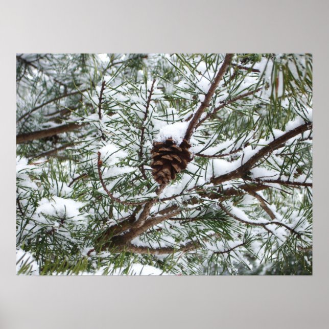 Snowy Gräs Cone II Winter Nature Fotography Poster (Framsidan)