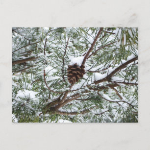 Snowy Gräs Cone II Winter Nature Fotography Vykort