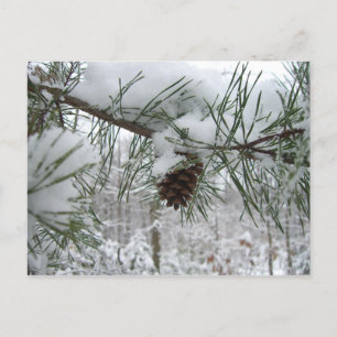 Snowy Gräs Gren Winter Nature Fotography Vykort
