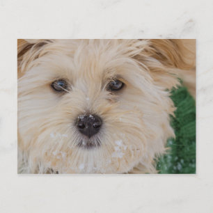 Snowy Havanese Puppy Postcard Vykort