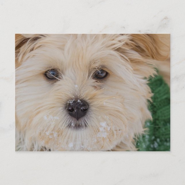 Snowy Havanese Puppy Postcard Vykort (Framsida)