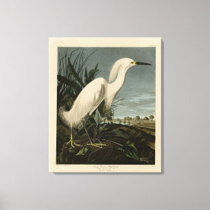 Snowy Heron (Egret) - Audubon's Birds of America Canvastryck