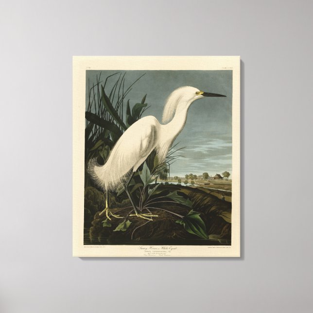 Snowy Heron (Egret) - Audubon's Birds of America Canvastryck (Framsida)