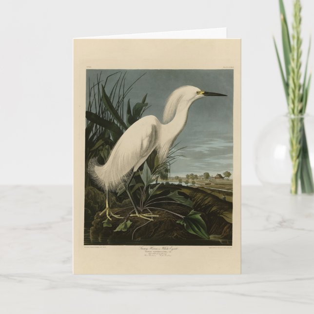 Snowy Heron (Egret) - Audubon's Birds of America Kort (Framsida)