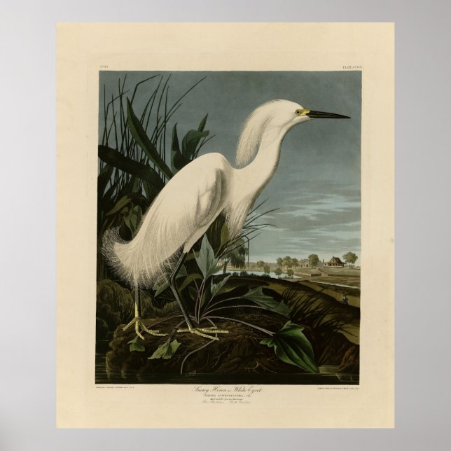 Snowy Heron (Egret) - Audubon's Birds of America Poster (Framsidan)