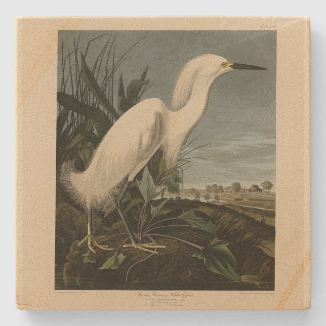 Snowy Heron (Egret) - Audubon's Birds of America Stenunderlägg (Framsidan)