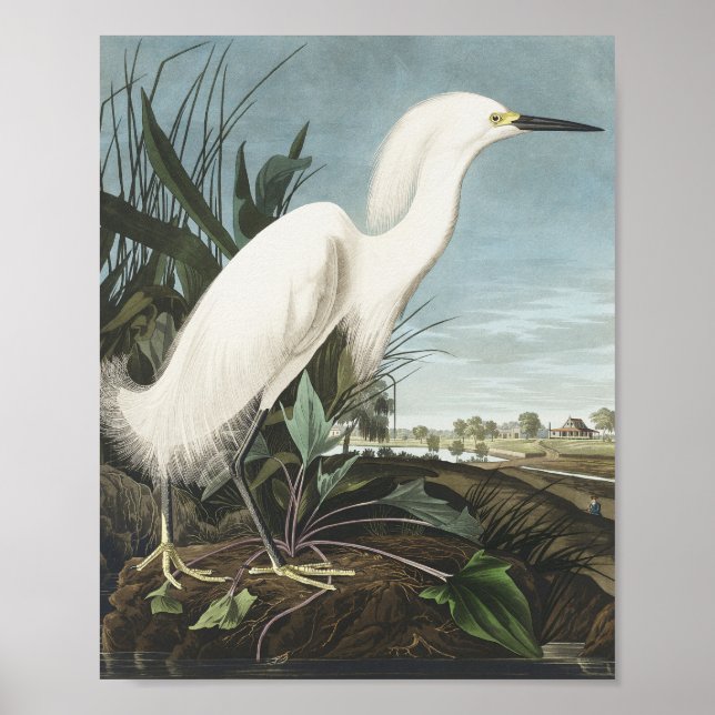 Snowy Heron eller White Egret från fåglar i Amerik Poster (Framsidan)