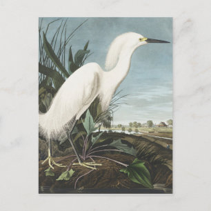 Snowy Heron eller White Egret från fåglar i Amerik Vykort