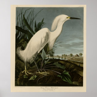 Snowy Heron eller White Egret Poster