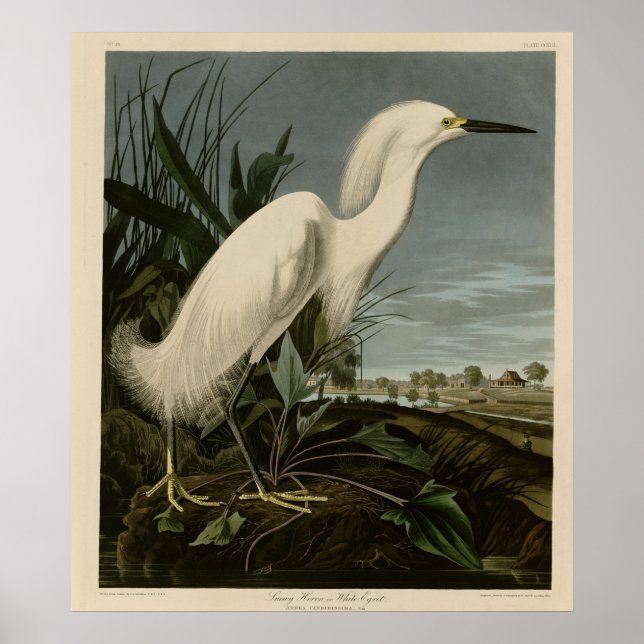 Snowy Heron eller White Egret Poster (Framsidan)
