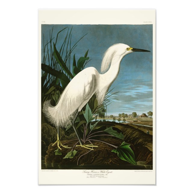 Snowy Heron White Egret Audubon Birds of America Fototryck (Framsidan)