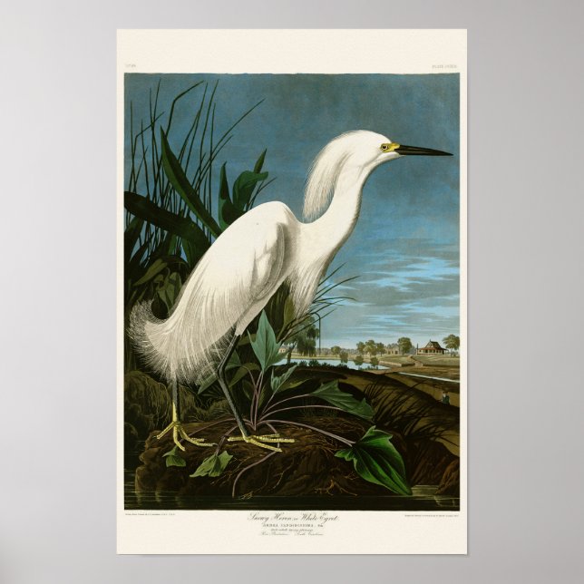 Snowy Heron White Egret Audubon Birds of America Poster (Framsidan)