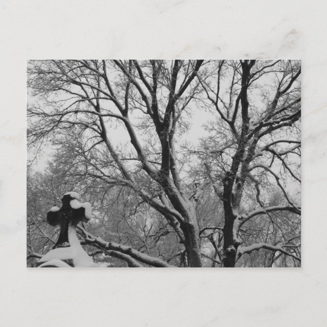 Snowy Kor Vykort (Framsida)