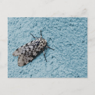 Snowy Leopard Moth Photo Vykort