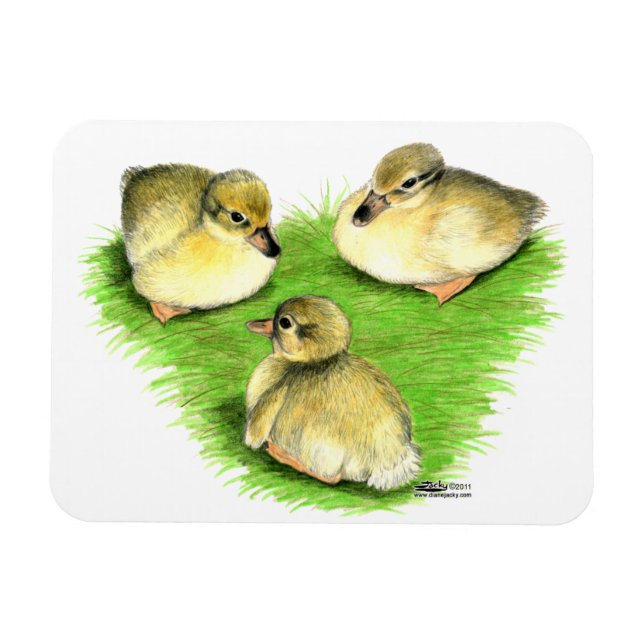 Snowy Mallard Ducklings Magnet (Horisontell)