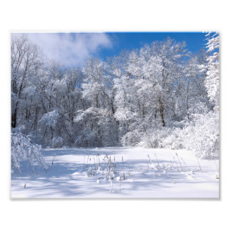 Snowy Marthaler Park och Träd Fototryck