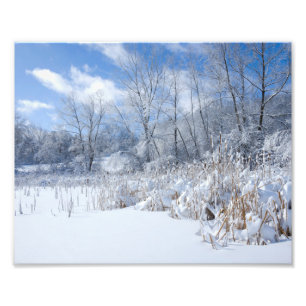 Snowy Marthaler Pond Träd och Reeds Fototryck