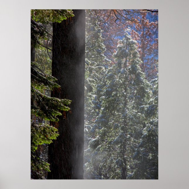 Snowy Mist i skogen Poster (Framsidan)