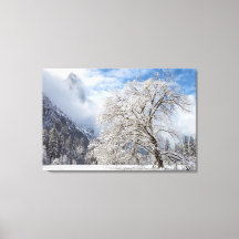 Snowy Oak