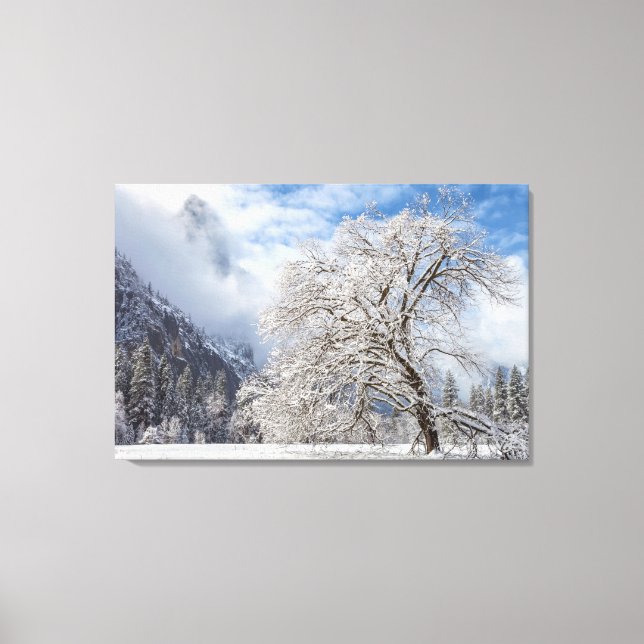 Snowy Oak Canvastryck (Framsida)