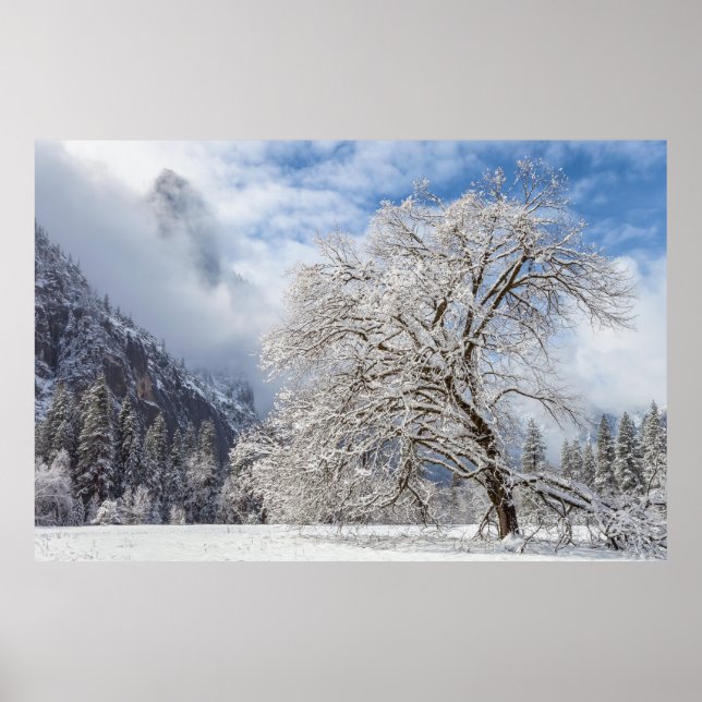Snowy Oak Poster (Framsidan)