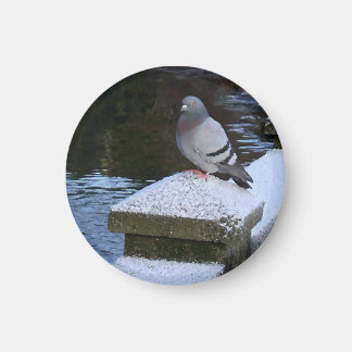 Snowy Pigeon Magnet