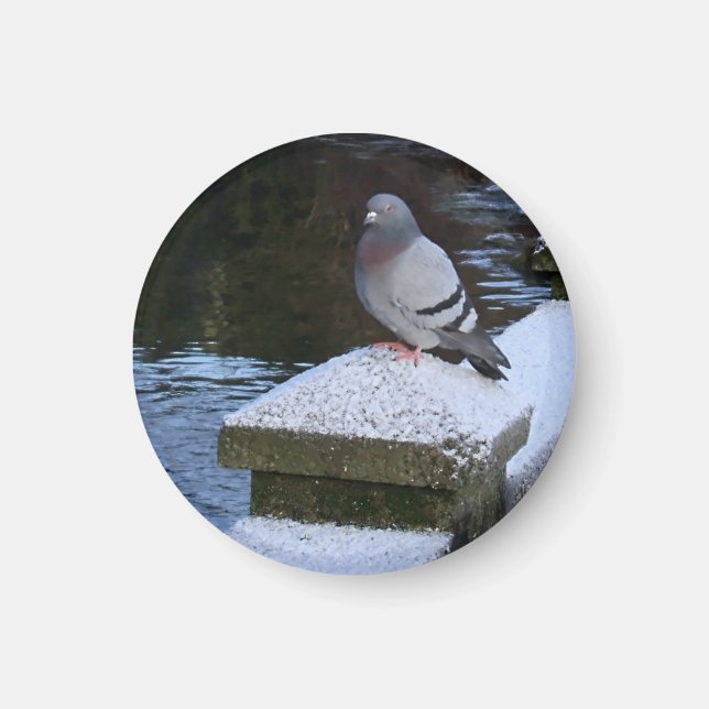 Snowy Pigeon Magnet (Framsidan)