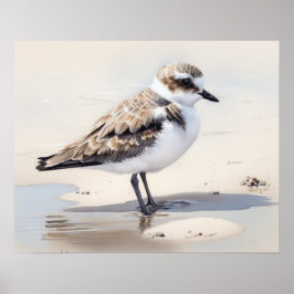 Snowy Plover Bird Art Print Poster