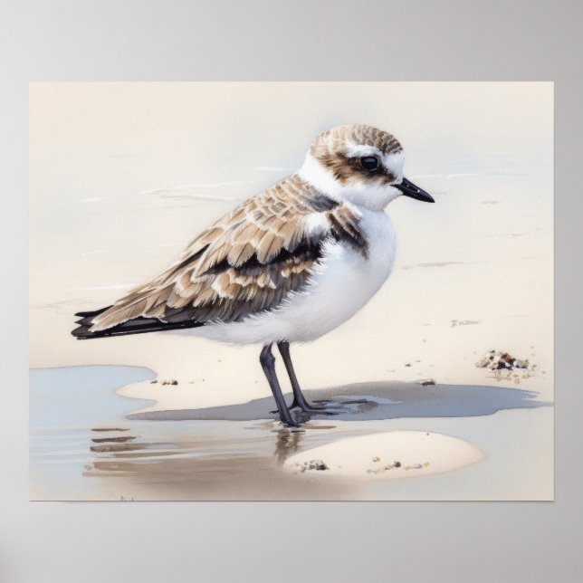 Snowy Plover Bird Art Print Poster (Framsidan)