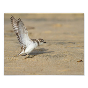 Snowy Plover Stretch Fototryck