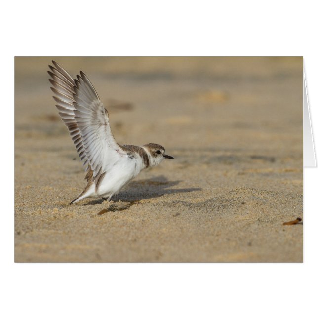 Snowy Plover Stretch Hälsningskort (Framsidan Horizontal)