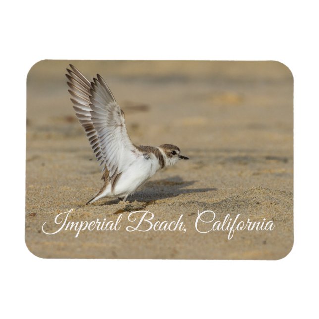 Snowy Plover Stretch Imperial Beach California Magnet (Horisontell)