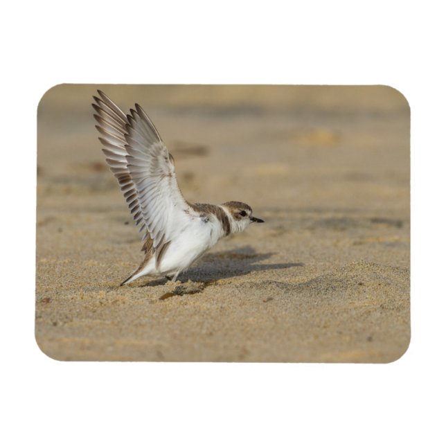 Snowy Plover Stretch Magnet (Horisontell)