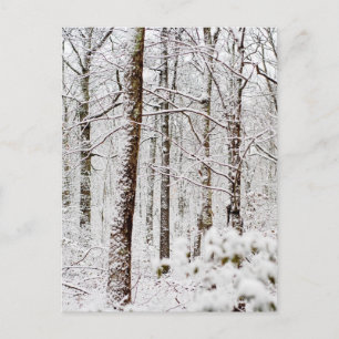 Snowy Pocono Woodlands Vykort
