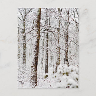 Snowy Pocono Woodlands Vykort
