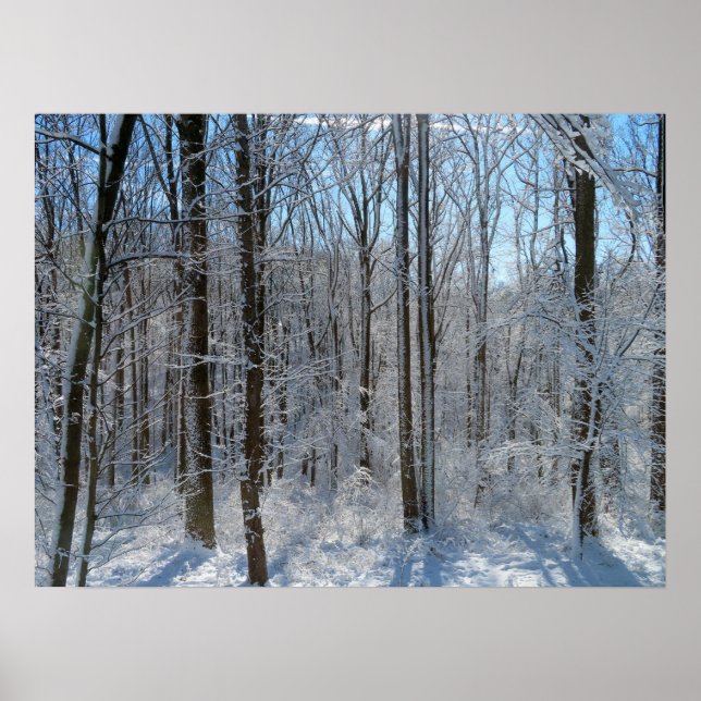 Snowy Poplar Forest I Poster (Framsidan)