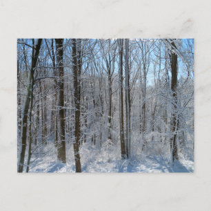 Snowy Poplar Forest I Vykort