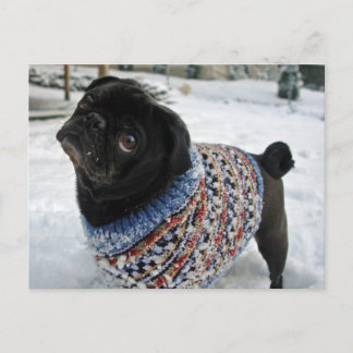 Snowy Sweater Pug-vykort Vykort