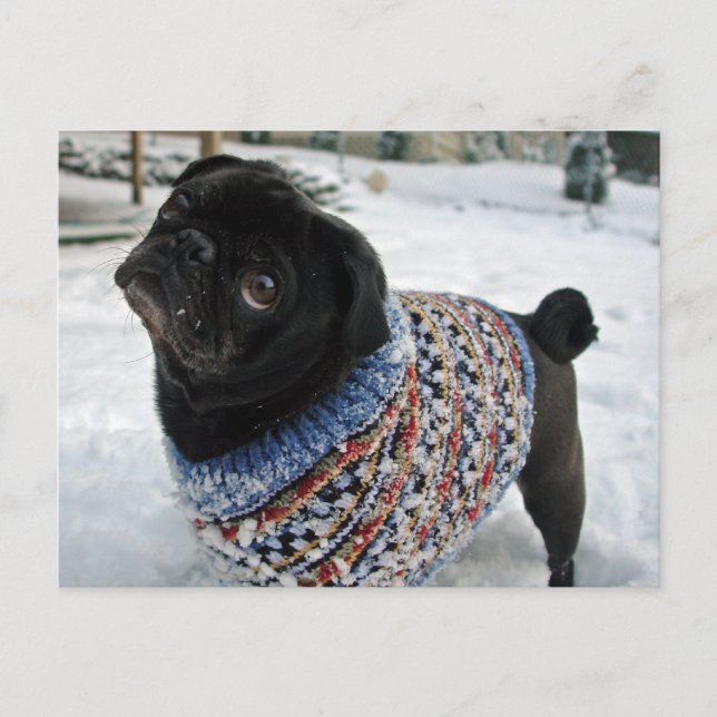 Snowy Sweater Pug-vykort Vykort (Framsida)