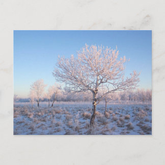 Snowy träd vykort