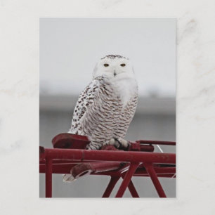 Snowy Uggla 9470 Vykort