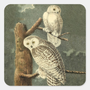 Snowy Uggla Audubon Bird Artwork Fyrkantigt Klistermärke