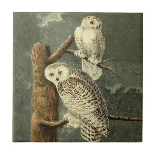 Snowy Uggla Audubon Bird Artwork Kakelplatta