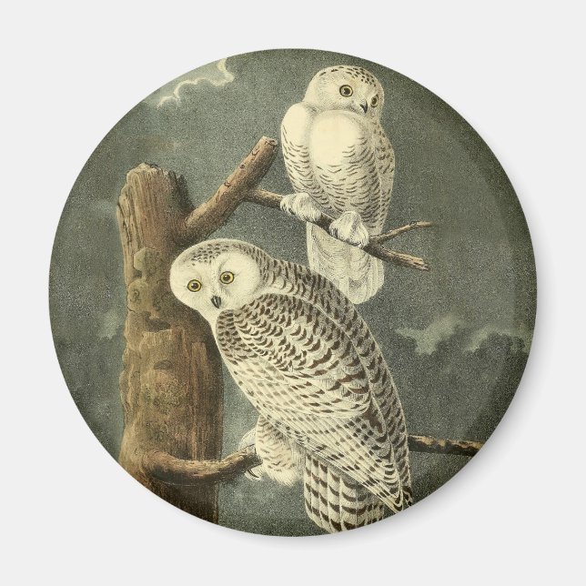 Snowy Uggla Audubon Bird Artwork Magnet (Framsidan)