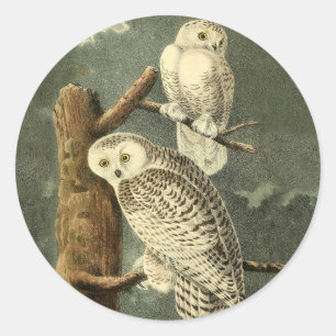 Snowy Uggla Audubon Bird Artwork Runt Klistermärke