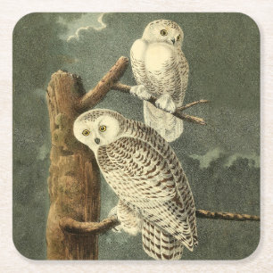 Snowy Uggla Audubon Bird Artwork Underlägg Papper Kvadrat